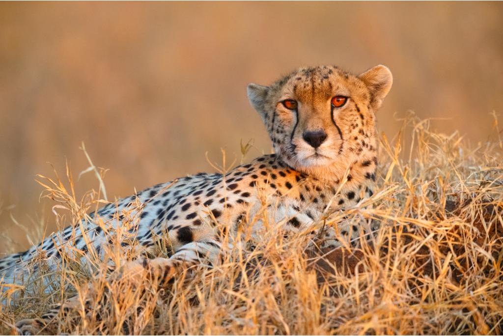 Cheetah from S Africa