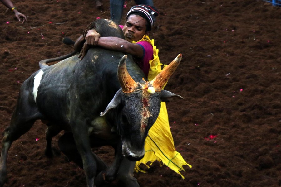 Jallikattu Event in TN