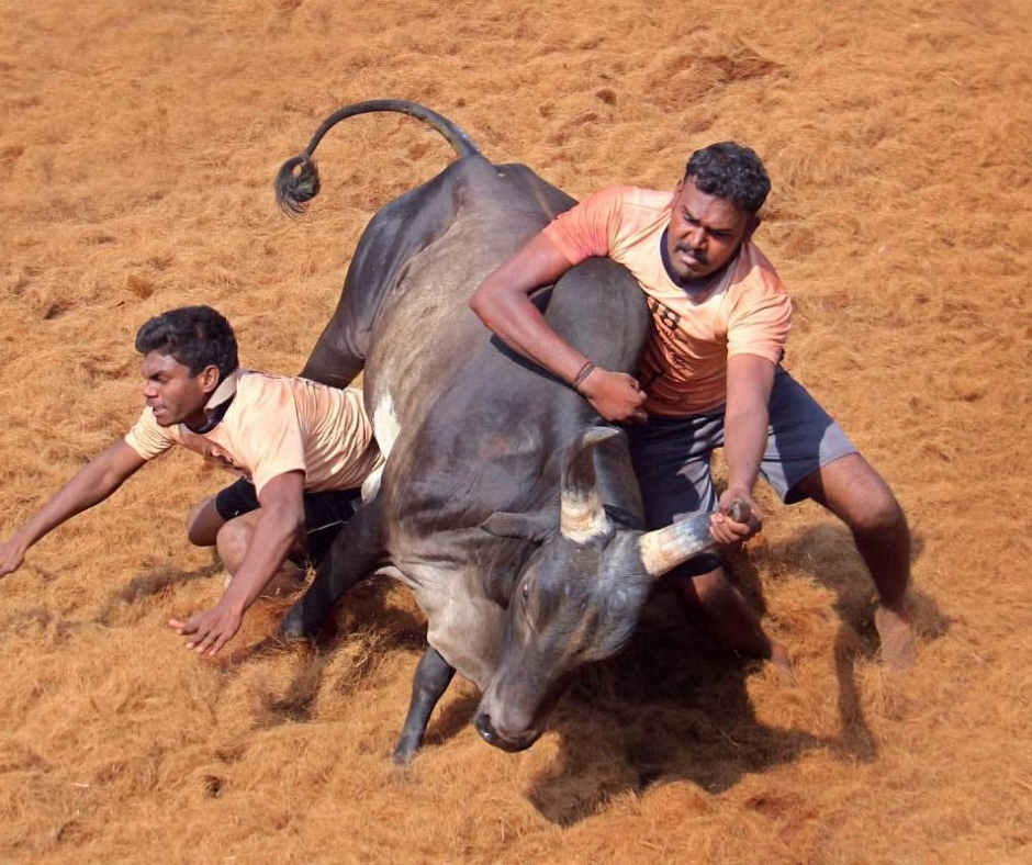 jallikattu event in Tamil Nadu's Madurai