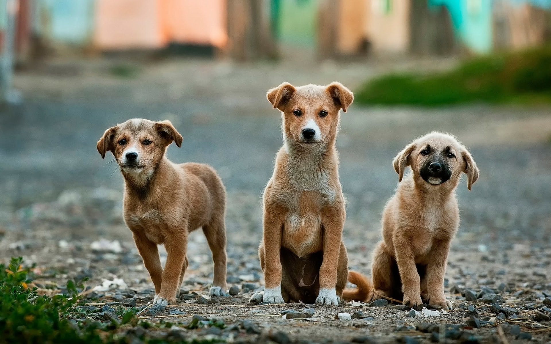 Stray dog attack 80 in Bihar