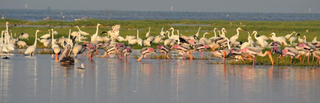 Asian Waterbird