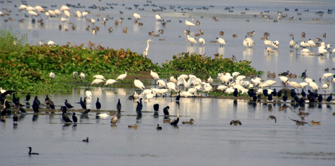 Asian Waterbird Census to be conducted in wetlands of Delhi NCR