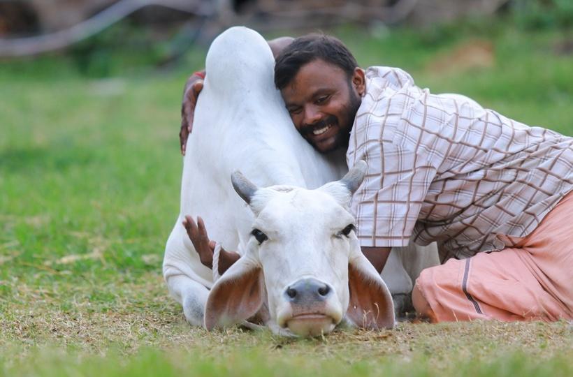 Cow Hug Day