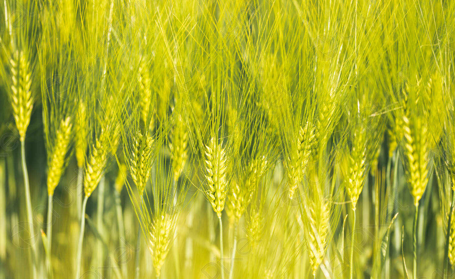 new-varieties-of-green-wheat