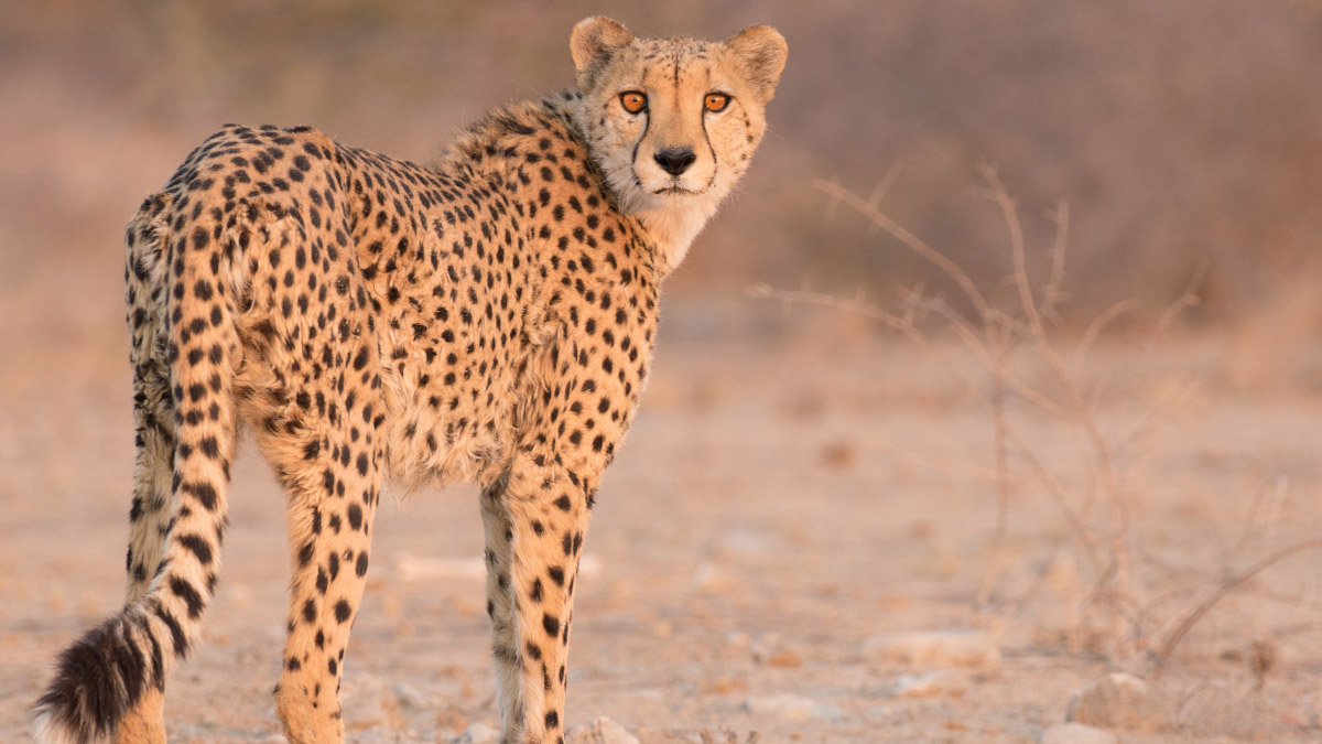 India welcomes 12 more cheetahs from South Africa