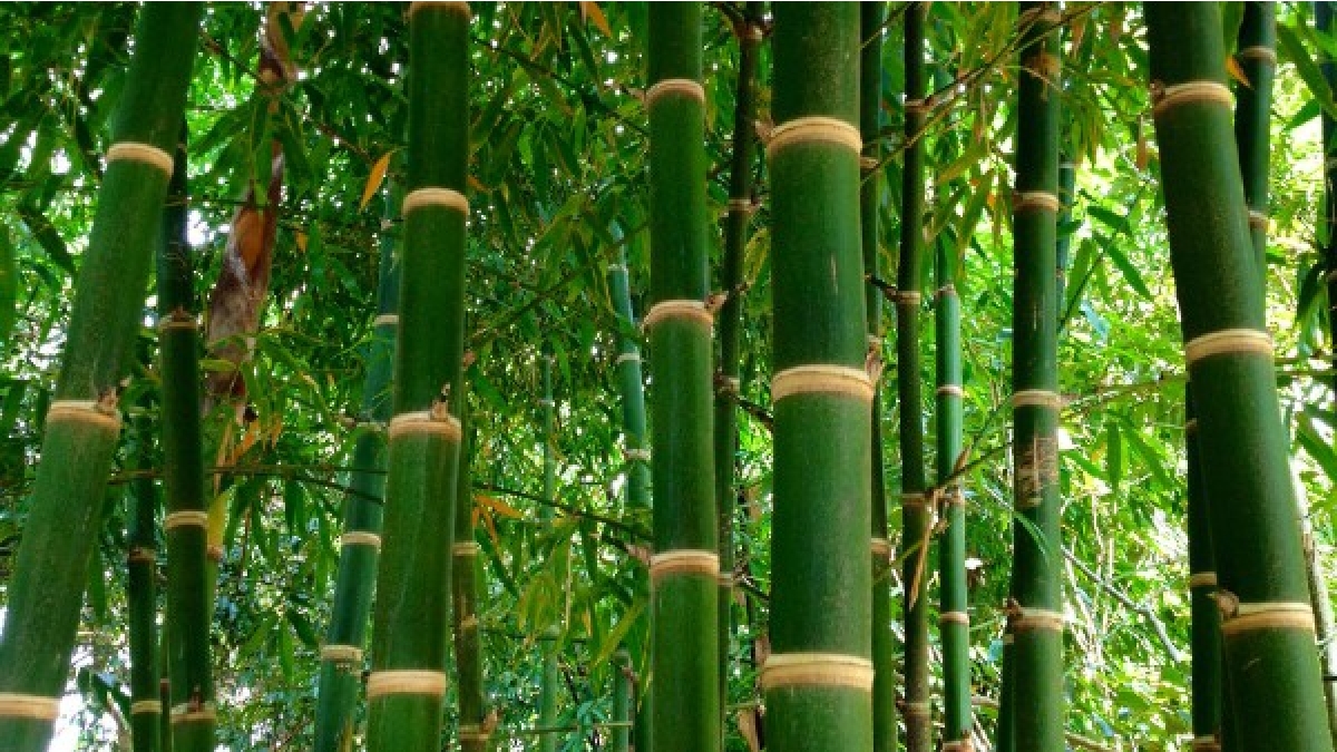 Beema-Bamboo-cash-Barrier