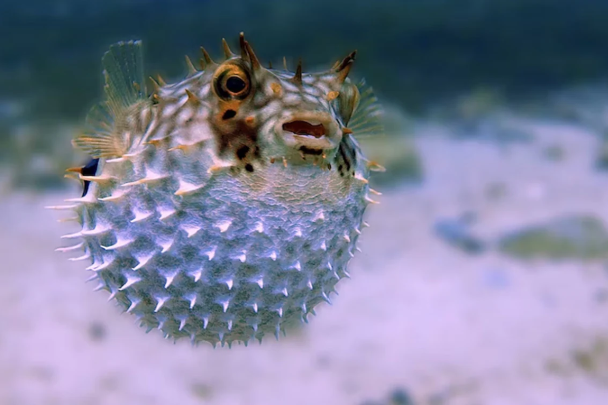 Puffer Fish