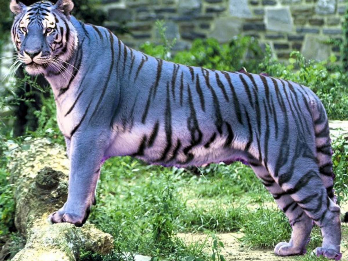 melanistic tiger