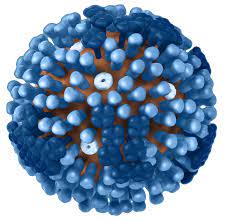 influenza virus