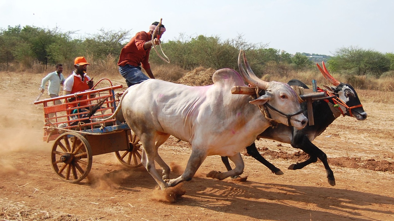 Five injured, two of them seriously, in bullock race in Vijayapura