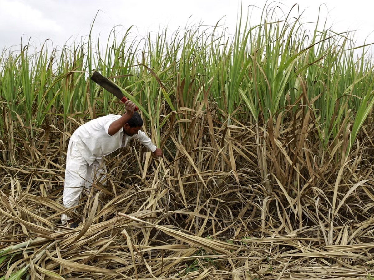 Sugarcane