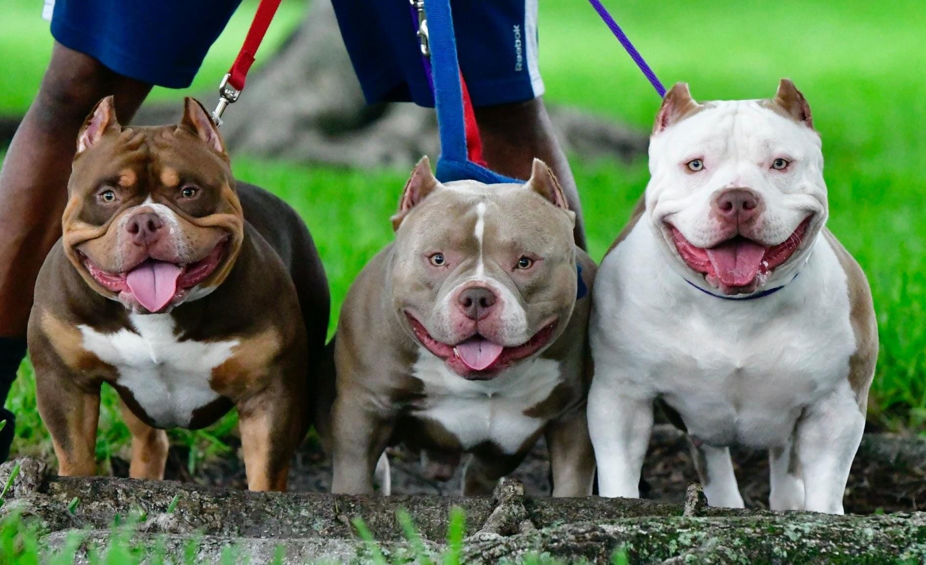 Centre Proposes Ban on Import, Breeding, Selling of 'Ferocious' Dog Breeds