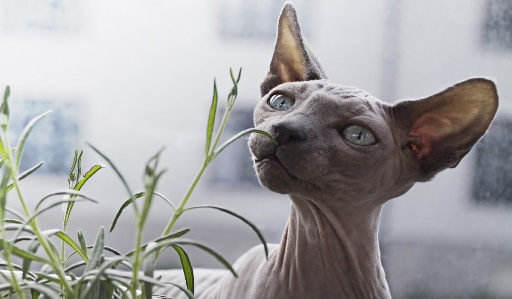 Peterbald