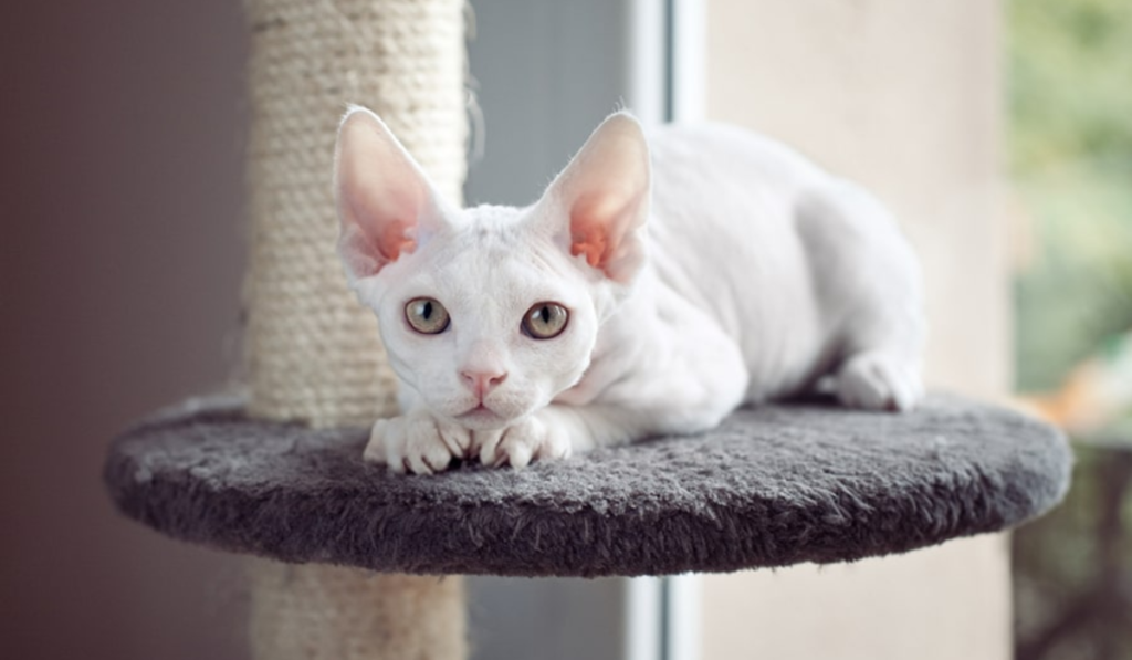 Devon Rex