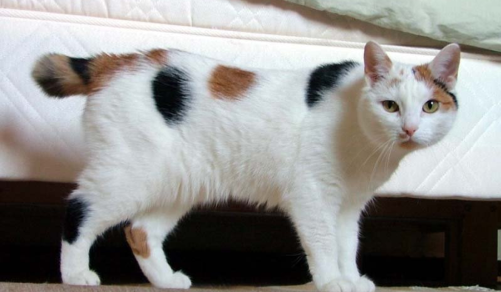 Japanese Bobtail