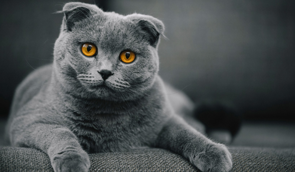 Scottish Fold