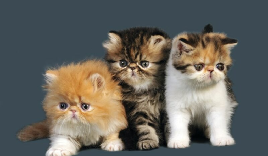 Teacup Persians