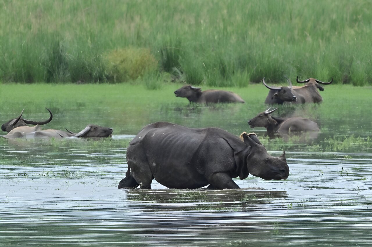 rhinos killed in Kaziranga National Park