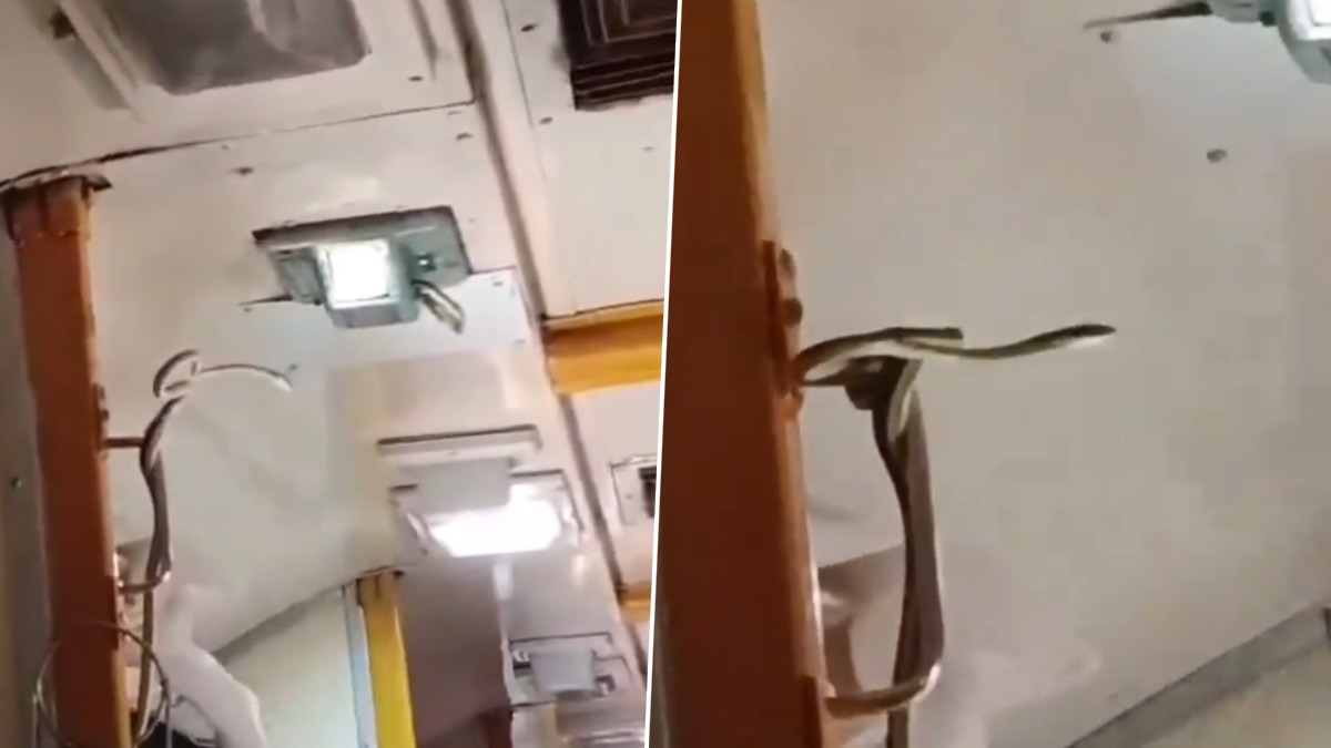 Snake spotted inside Jabalpur-Mumbai Garib Rath Express