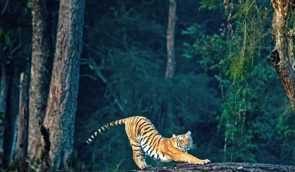 Jim-Corbett