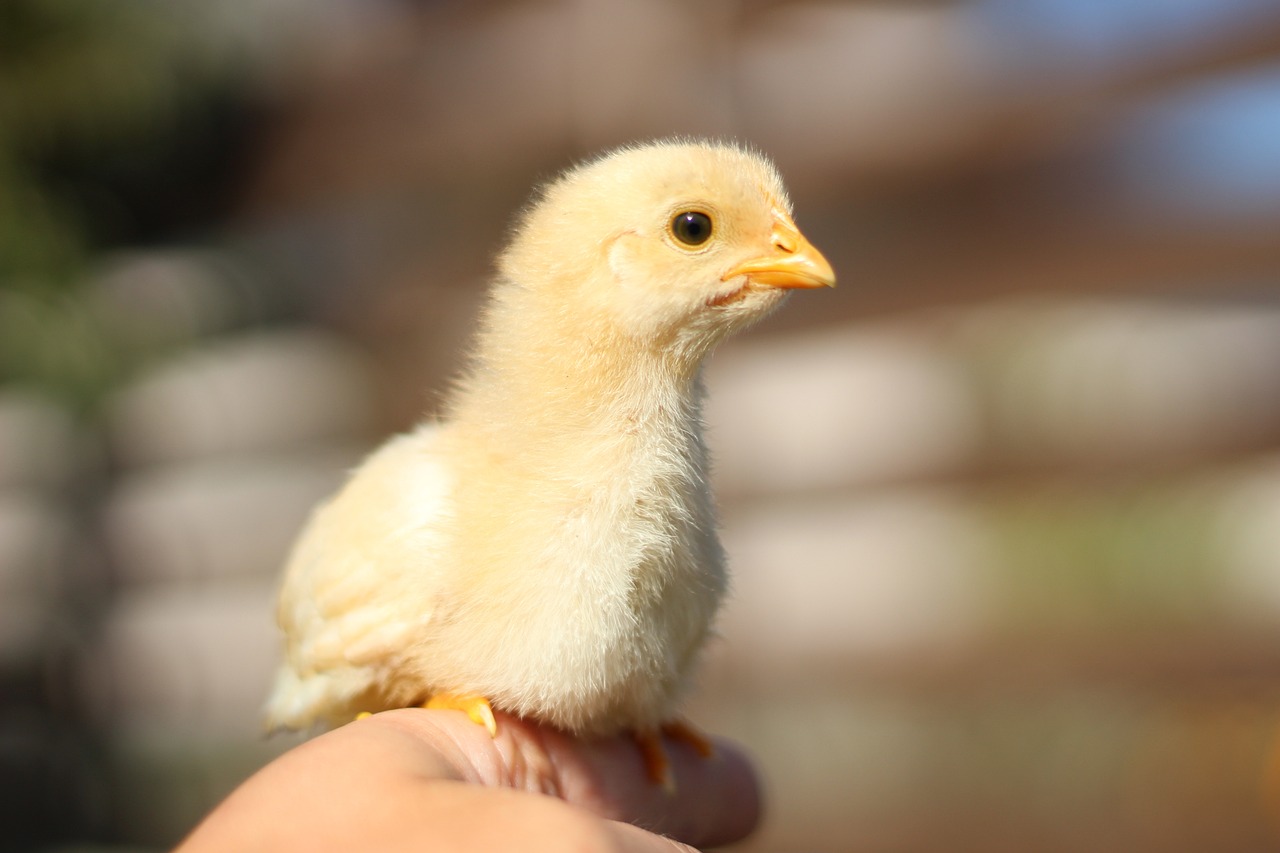 Man swallows chick